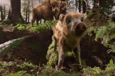 Żubr - Boars